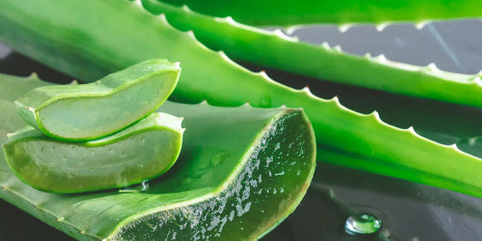 Aloe Vera (Aloe Barbadensis Extract / Aloe vera )