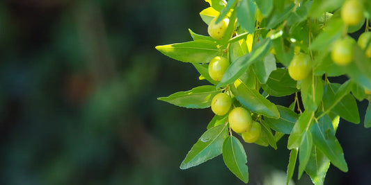 Jojobaöl (Simmondsia Chinensis Seed Oil / Jojoba Oil)
